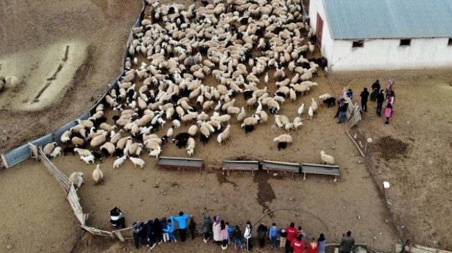 Depremzede çocuklar, koyun ve kuzuların duygusal buluşmasını izledi