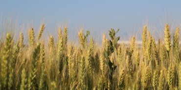 MasterChef-Altin-Kupa8217da-Ilk-Finalist-Mert-Oldu-featured