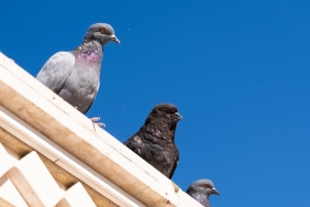 A-Knight-of-the-Seven-Kingdoms-GoT-Evrenine-Yeni-Bakis-featured