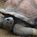 Antik-Dramin-Babasi-Eshilos-Kaplumbaga-Saldirisiyla-Gelen-Olum-featured