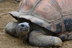 Antik-Dramin-Babasi-Eshilos-Kaplumbaga-Saldirisiyla-Gelen-Olum-featured