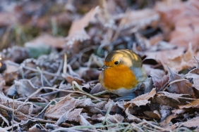 Kisa-Filmlerin-Buyusu-Son-Yillarin-En-Dikkat-Ceken-15-Yapimi-featured