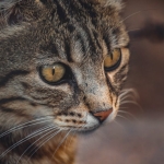 Yerli-Kedi-Emma-Stone-Benzerligiyle-X8217te-Fenomen-Oldu-featured