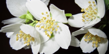 Asena-Keskinci8217den-8216Yasemin8217-Yakin-Sahne-Itirafi-featured