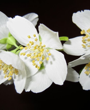 Asena-Keskinci8217den-8216Yasemin8217-Yakin-Sahne-Itirafi-featured