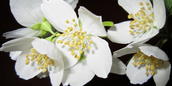 Asena-Keskinci8217den-8216Yasemin8217-Yakin-Sahne-Itirafi-featured