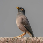 Dijital-Cagda-Ortak-Kahkahalar-Hayatin-Esprili-Tespitleri-featured