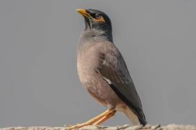 Dijital-Cagda-Ortak-Kahkahalar-Hayatin-Esprili-Tespitleri-featured