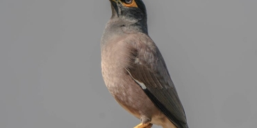 Dijital-Cagda-Ortak-Kahkahalar-Hayatin-Esprili-Tespitleri-featured