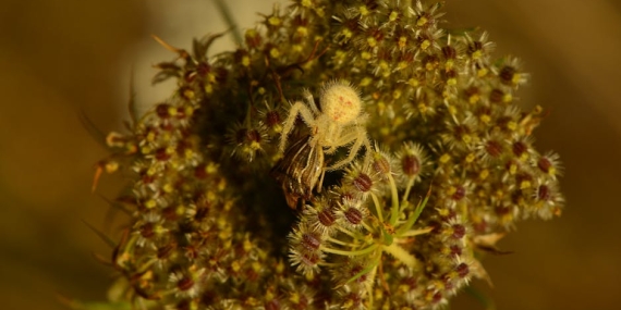 Orumcek-Evreninin-Otesinde-Fragmani-Animasyon-Rekoru-Kirdi-featured