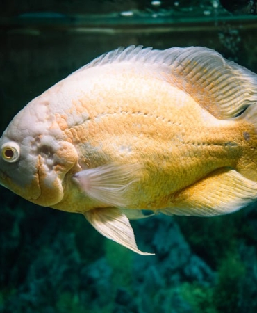 Oscar-2026-Adaylari-ve-Favorileri-BBC8217nin-Erken-Tahminleri-featured