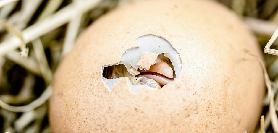 Sovmen-Yumurta8217dan-Viral-Tweetler-Calisma-Hayati-Yeniden-Tartisiliyor-featured